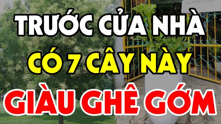 cay trong giau co 1