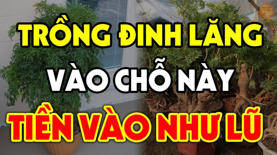 trong dinh lang hut loc