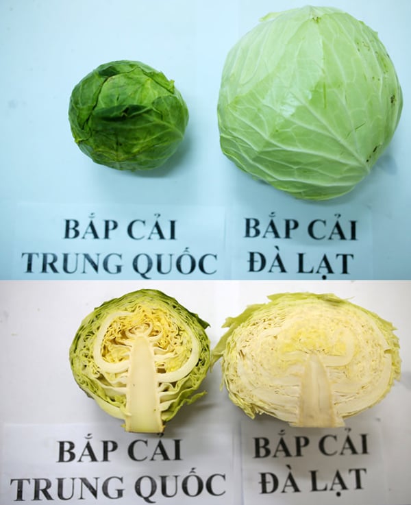 phan-biet-bap-cai-trung-quoc-va-bap-cai-viet-nam-01