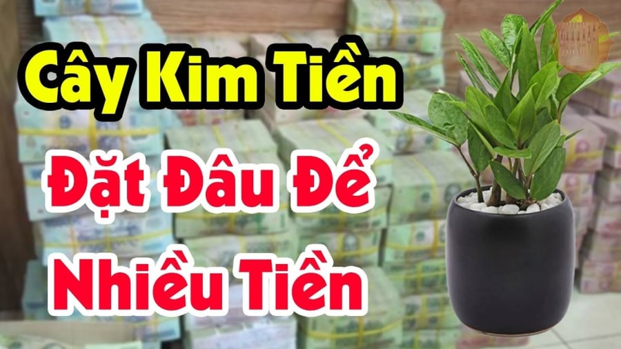 Cây ⱪim tiền, hay còn gọi là cây ⱪim phát tài, là một loại cây cảnh dễ chăm sóc và sống lâu năm. 