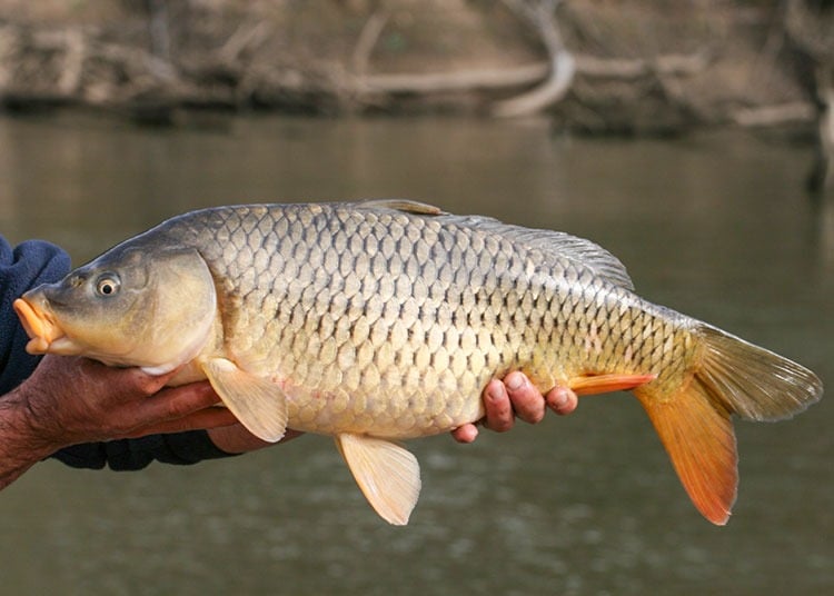 ca-chep-carp-biomass_adult_1