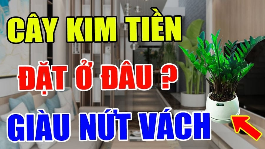 Vị trí đặt cây kim tiền giàu có