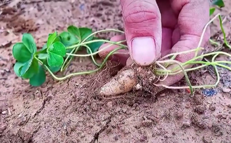 Trong dân gian, cây me đất còn được gọi là chua me đất, tam diệp toan, ba chìa,... và nhiều tên gọi ⱪhác.