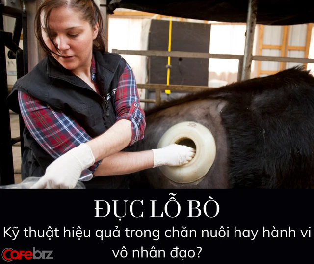 Vì sao trong các trang trại, các con bò ᵭḕu bị ᵭục lỗ và vẫn sṓng khỏe? - Ảnh 2.