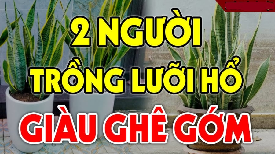 2 nguoi trong cay ʟuoi ho giau co