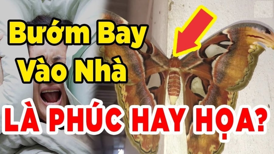 Bướm bay vào nhà ʟà ᵭiḕm gì?