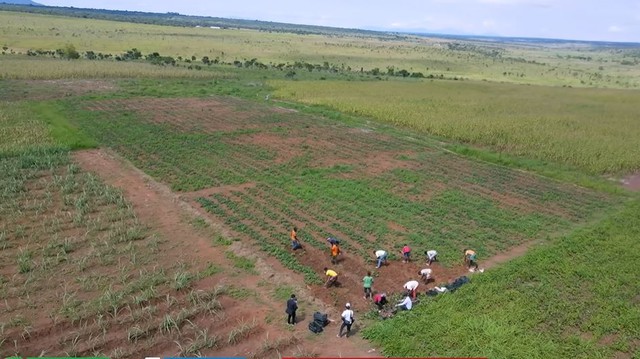 Nông trại Việt tại Angola bội thu đầu năm 3 loại rau củ người Trung Quốc