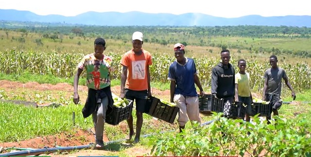 Nông trại Việt tại Angola bội thu đầu năm 3 loại rau củ người Trung Quốc