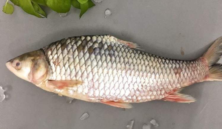 Cá cóc, với tên khoa học là Cyclocheilichthys enoplos, thuộc họ cá chép Cyprinidae, là một trong những loài cá độc đáo tìm thấy ở nhiều quốc gia trong lưu vực sông Mê Kông, bao gồm cả Việt Nam