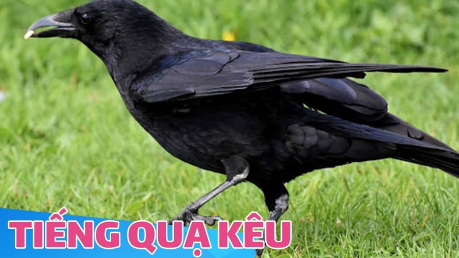 qua-keu