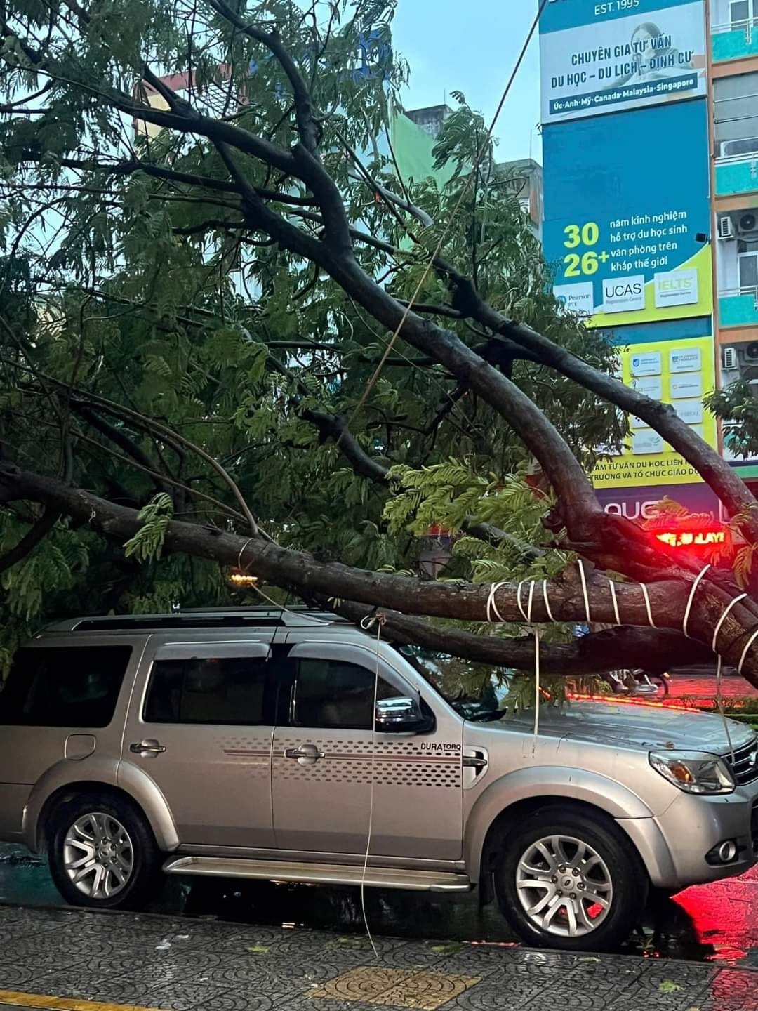 Có thể là hình ảnh về ô tô, cây và văn bản