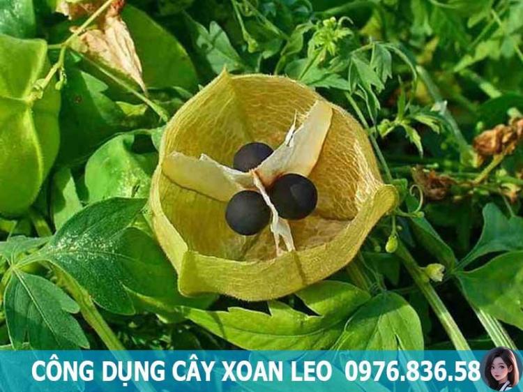 công dụng cây xoan leo