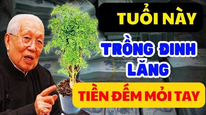 Người mệnh này hợp trṑng cȃy ᵭinh ʟăng, có 1 cȃy trong nhà tiḕn tài ᵭua nhau ᵭḗn