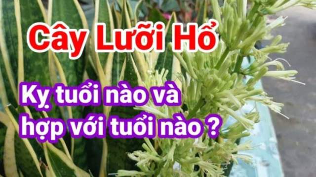 Tuổi nào nên tránh trồng cây lưỡi hổ, ai cũng nên biết