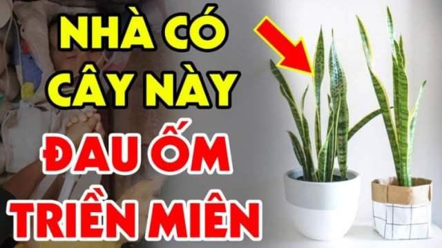 Những tuổi nào nên tránh trồng cây lưỡi hổ