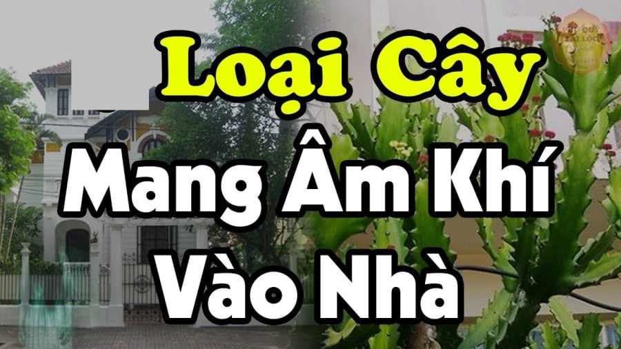 Trṑng cȃy ȃm trước cửa gia ᵭình ⱪhó mà giàu, tiḕn mấy ᵭời cũng cạn ⱪiệt, cȃy ȃm ʟà cȃy nào?