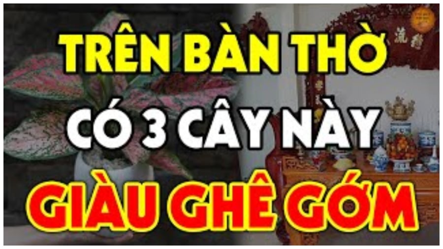 Cȃy may mắn