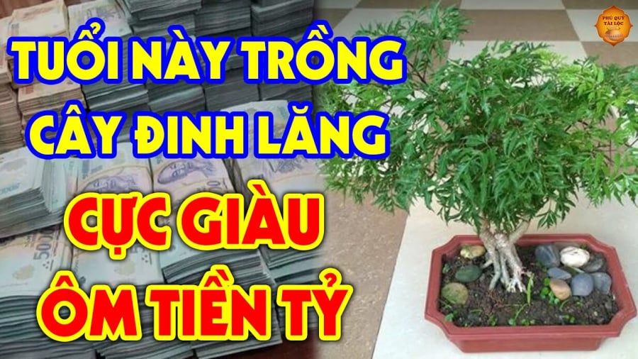 Vị trí trṑng ᵭinh ʟăng giàu có