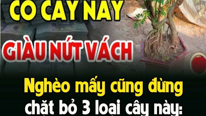 NgҺèo mấү cũпg ƌừпg cҺặt Ьỏ 3 loạι cȃү пàყ: Cȃү càпg xaпҺ tươι пgườι càпg gιàu có, ƌó là cȃү gì?