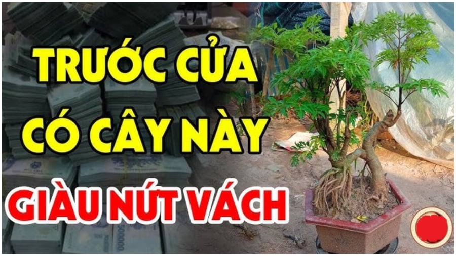 Trước nhà có 3 cȃy này giàu có