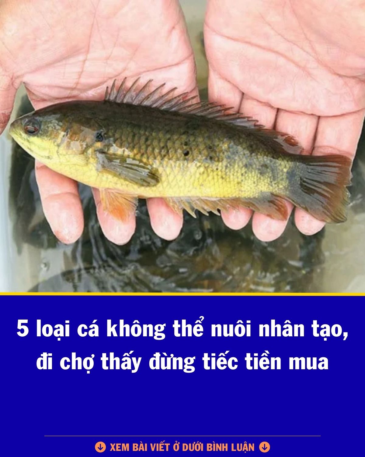 Có thể là hình ảnh về văn bản cho biết '5 loại cá không thể nuôi nhân tạo, đi chợ thấy đừng tiếc tiền mua XEM χΕΜΒΑινέτυ BÀI VIẾT Ở DƯỚI BÌNH LUÂN'