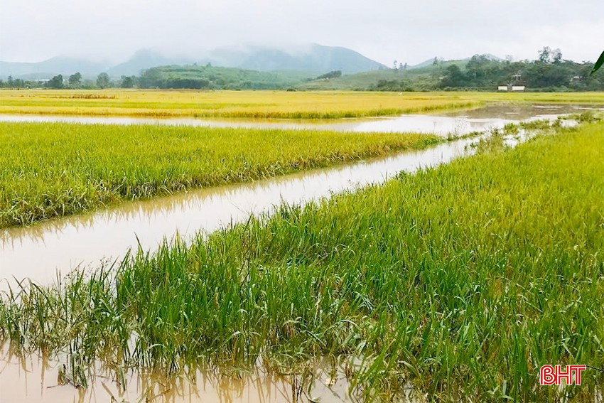 Trắng đêm chạy lũ ở Hà Tĩnh: Người dân đội mưa gồng mình cứu lúa, hàng chục hecta nguy cơ mất trắng- Ảnh 8.