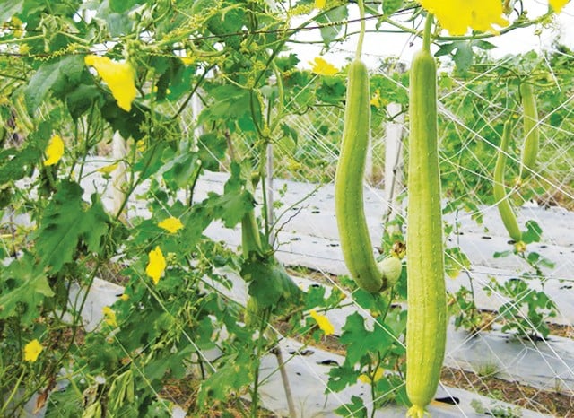 cach-chon-muop-01
