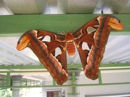 4 con vật vào nhà dự báo Thần Tài gõ cửa, chủ nhà đừng dại đuổi đi