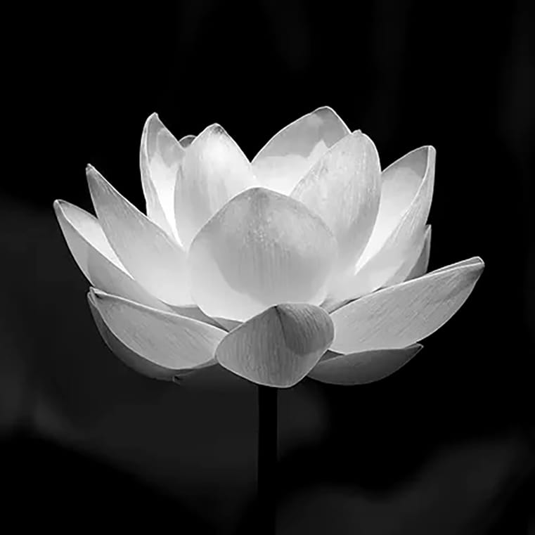 Hình ảnh Đại diện tang lễ Hoa Sen Trắng - Avatar chia buồn