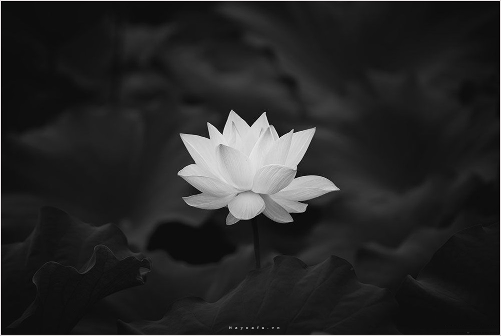 21+ Hình Ảnh Hoa Sen Trắng Nền Đen Buồn, Đẹp Sâu Lắng