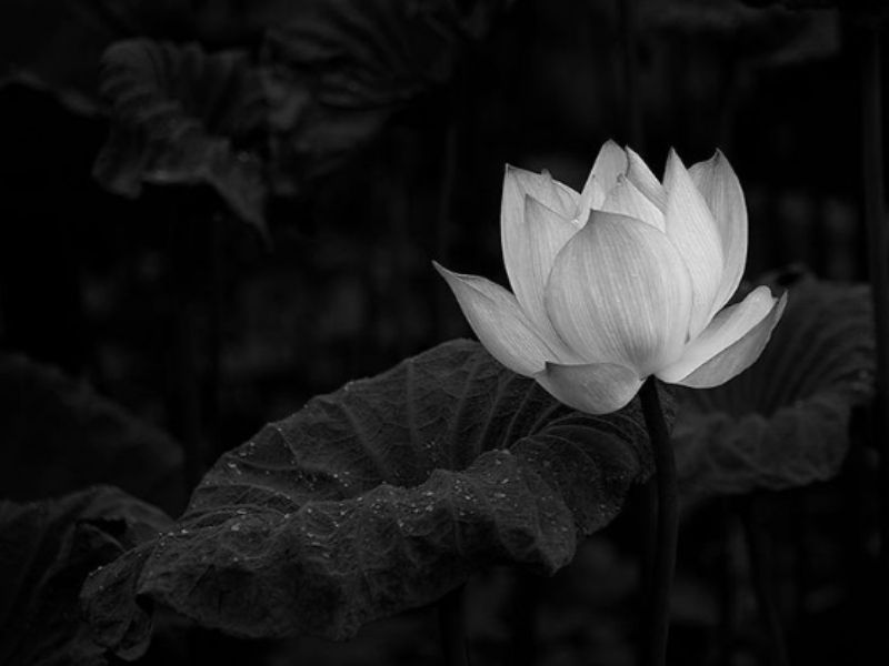 Tổng hợp ảnh hoa sen đen trắng để tang lễ buồn sâu lắng