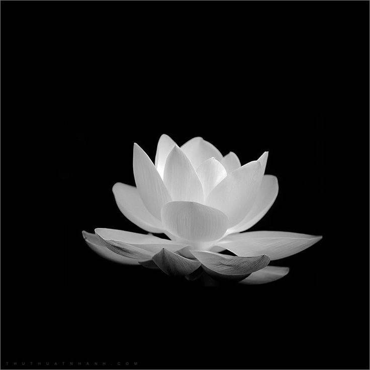 Bộ sưu tập Hoa sen đen trắng - Mondial agency