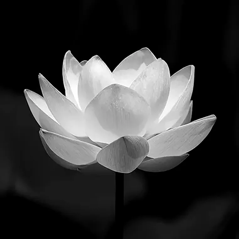 Hình ảnh Đại diện tang lễ Hoa Sen Trắng - Avatar chia buồn