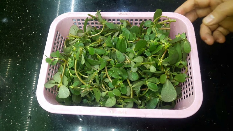 Rau mã xỉ thái rất tốt cho người bị tiểu đường type 2