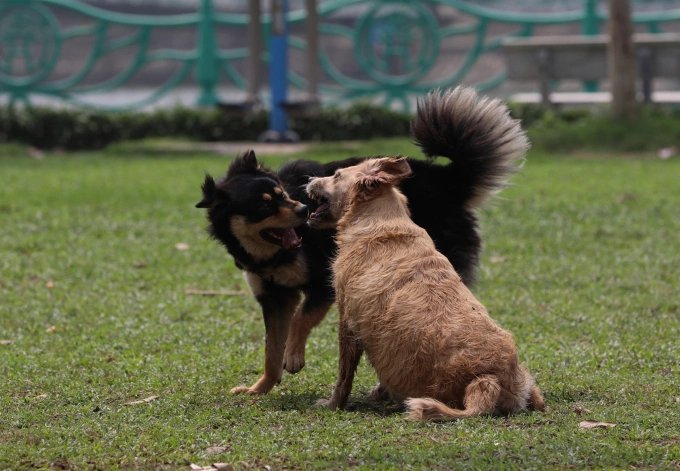 Tăng mạnh mức phạt đối với hành vi dắt chó không đeo rọ mõm ra đường từ tháng 8