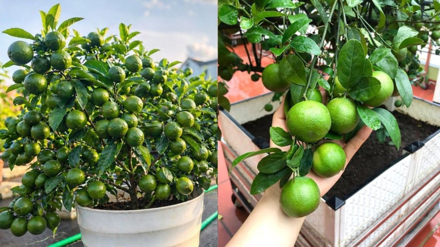 Khi trṑng chanh trong chậu, bạn cần chú ý ᵭḗn nhiḕu yḗu tṓ như giṓng chanh, ᵭất trṑng, chậu trṑng, ánh sáng... ᵭể cȃy có thể ra nhiḕu quả.